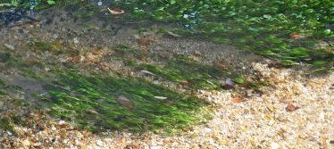 Water Crowfoot Water Crowfoot | Bruce Huett 2018