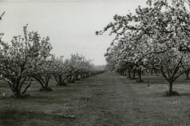 Orchards on The Mash in 1965 | Ann Handscombe