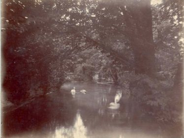 Swans on Court Boating Lake | Meldreth Local History Group