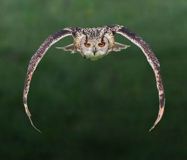 Owl in Flight | Peter North