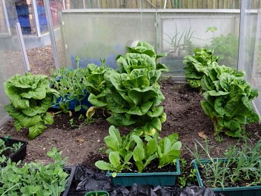 Jim Eggleton's vegetable plot