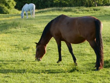 Horses grazing in a North End field, close to where the offence is believed to have occurred Horses grazing in a North End field, close to where the offence is believed to have occurred | John Crawforth, June 2015