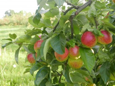 Apples growing in a Meldreth orchard | John Crawforth, September 2015